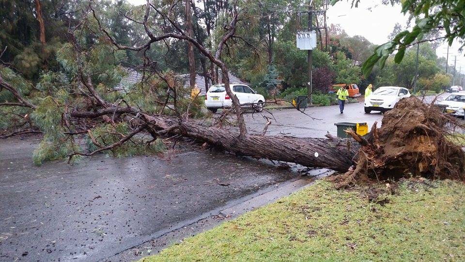 A fallen tree on Hawkesbury Road on Wednesday, April 22. Photo: Catherine Baiada.