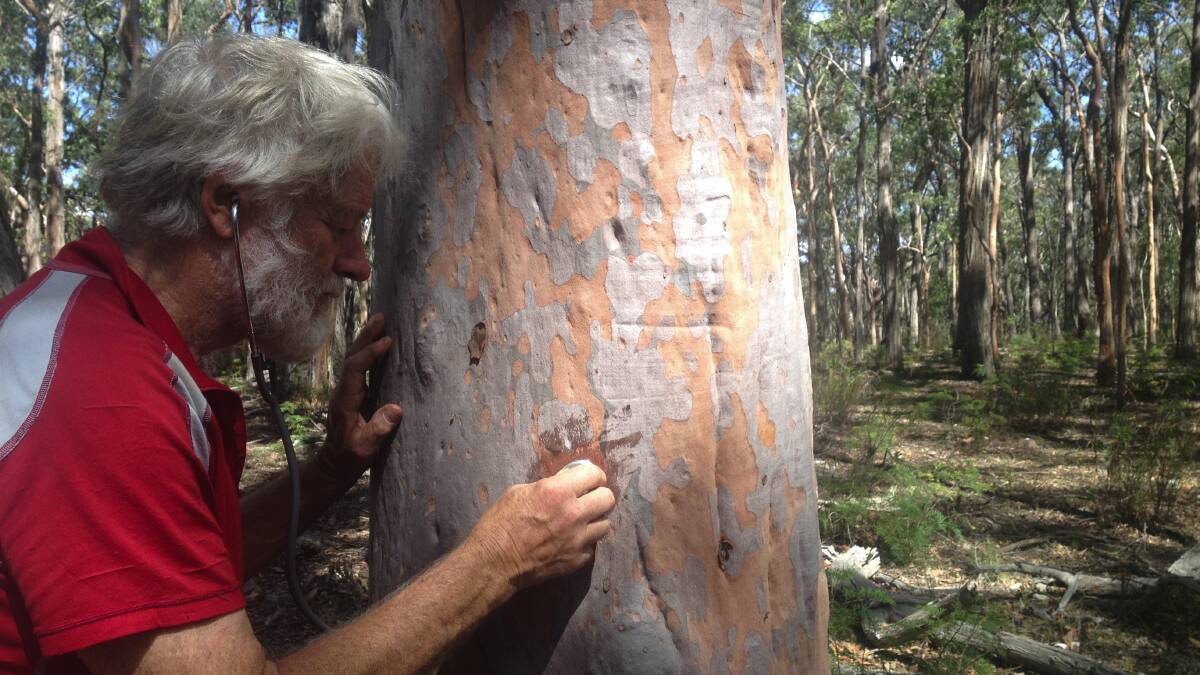 Listening to the circulation of a tree with a stethoscope: Naturalist Wyn Jones. Photo: Dan Lewis