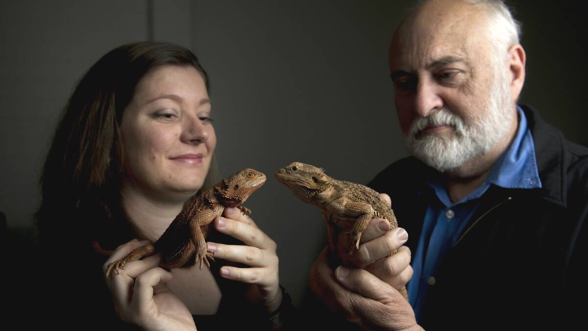 Bearded dragons study by Dr Clare Holleley makes headlines around the world