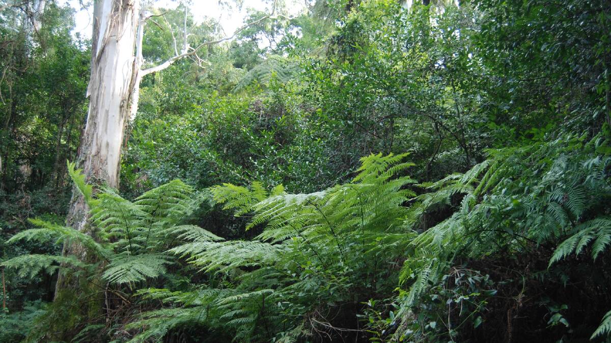 Tall eucalypts with an understorey of tree ferns at Mt Wilson are typical of the ecological system declared endangered.