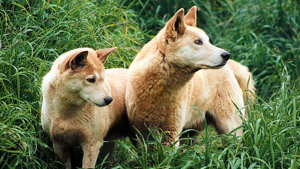 The Blue Mountains World Heritage Institute is undertaking much needed dingo research and is asking the community to participate with some crowd funding for the project. Photo: Michael Small.