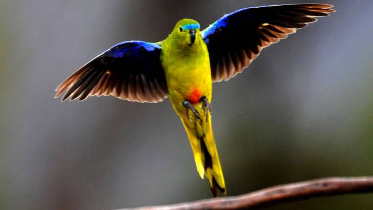 Rare sight: Fewer than 50 orange-bellied parrots are believed to live in the wild. Photo: Justin McManus