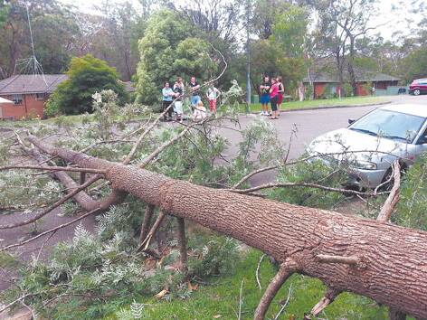 A large pine tree fell just metres from a car parked on Tamara Road, Faulconbridge on Thursday, December 5. Photo: Top Notch Video