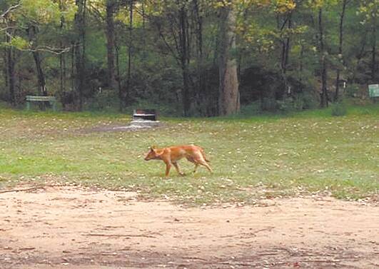 A reported dingo spotted at Euroka camping ground near Glenbrook on December 15. Photo: Brenden Charlie Davis.