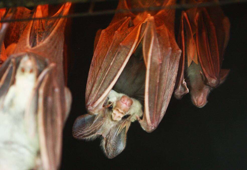 Scared of bats? Don’t be