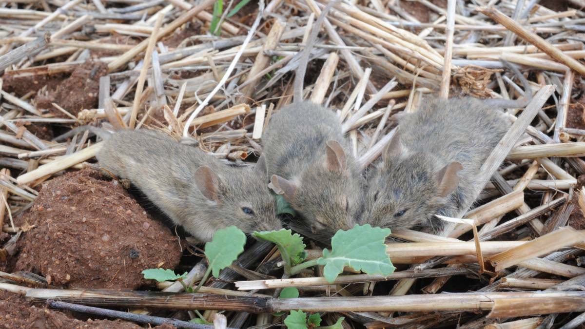 Bromadiolone use for mice plague nipped in the bud by APVMA