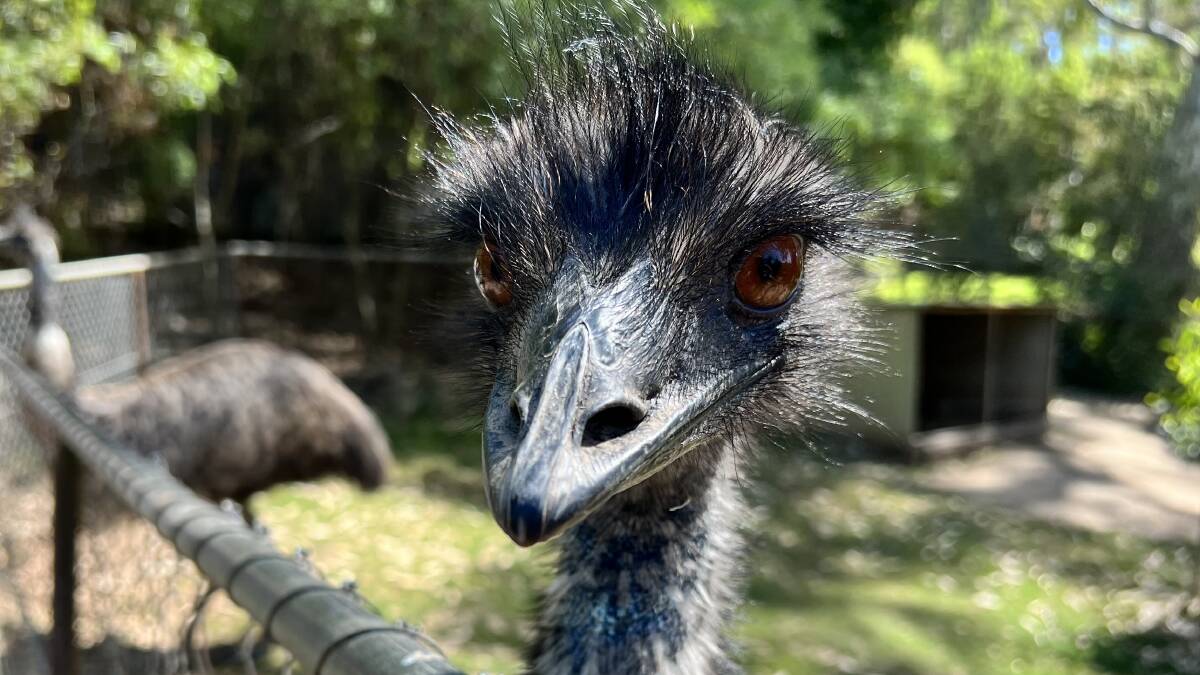 An emu at a wildlife park. File picture