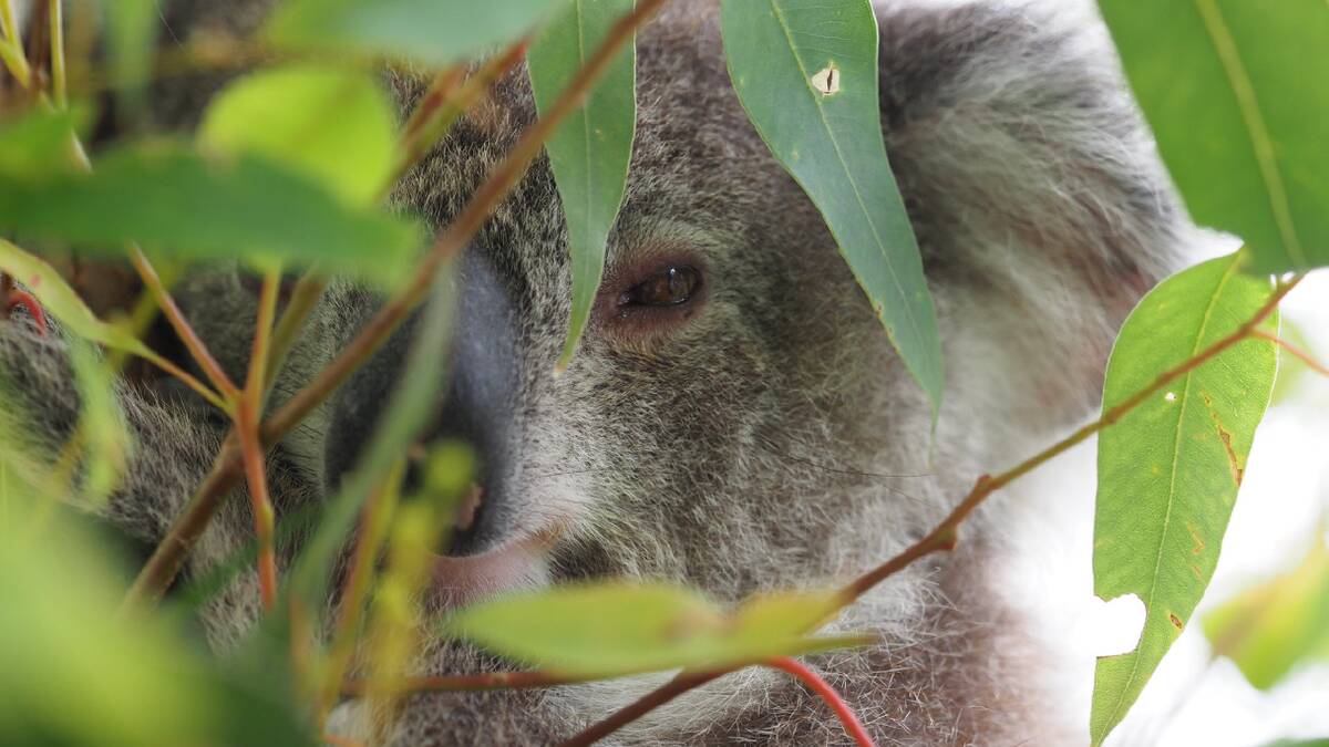 Rescued from an Emu Heights house roof on December 1, 2022 Emily the koala was taken into care for a health check by WIRES. Picture by John Grant