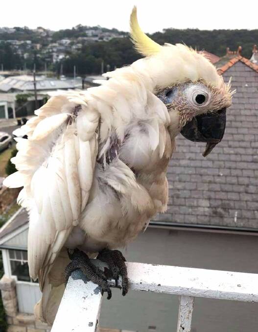 A sulphur-crested cockatoo infected with beak and feather disease. Picture: Simon Buttenshaw