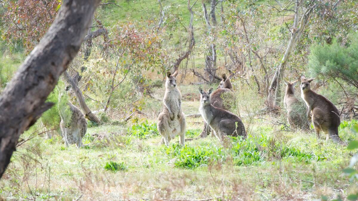 Kangaroos on the outskirts on Canberra in the ACT. File picture by Karleen Minney