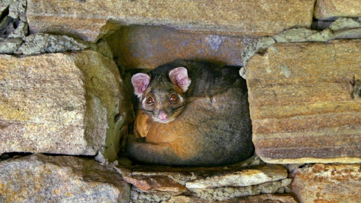A possum tucked into a sandstone wall. Picture supplied
