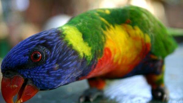 A rainbow lorikeet peering into a camera lens. Picture supplied