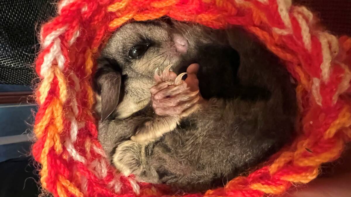 A sugar glider helped by WIRES NSW in the Blue Mountains before being released back into the wild. Picture: Tracy Burgess