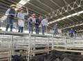 A total of 514 cattle were yarded at Yass for the monthly store sale on Friday. File photo by Alexandra Bernard. 
