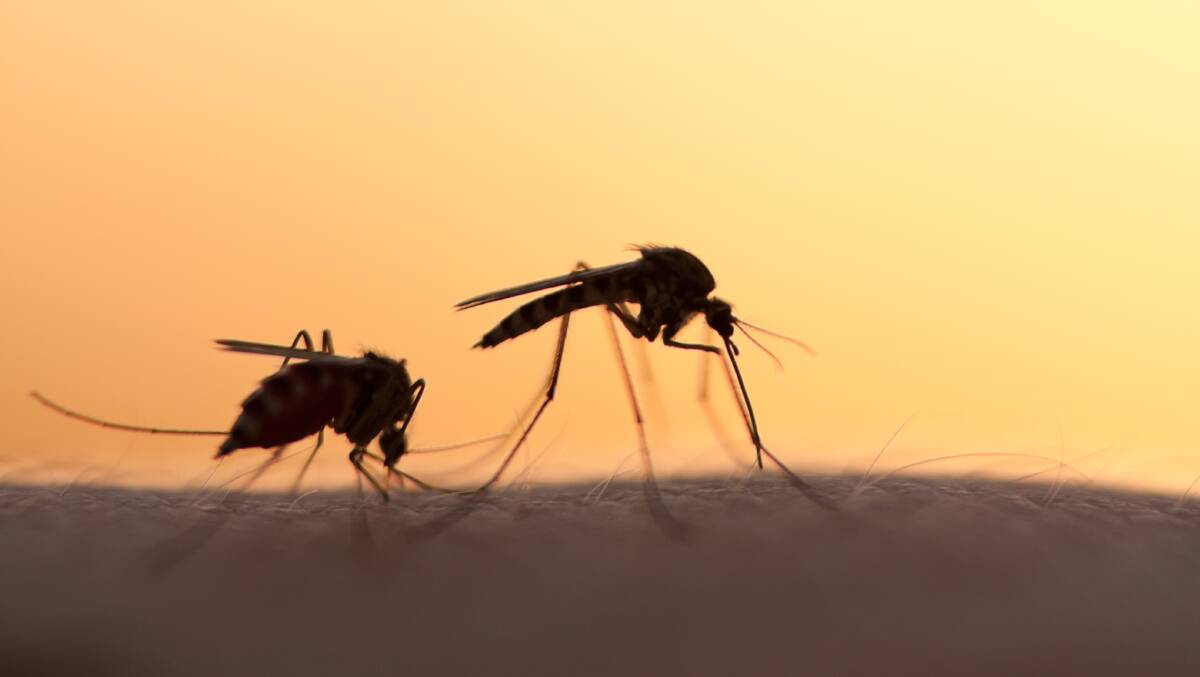Researchers how mosquitoes reacted to different scented soaps. Picture by Shutterstock
