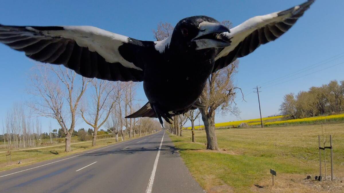 FLYING DOOM: After a year filled with sadness and frustration, swooping magpies are the final layer of the catastrophe cake.