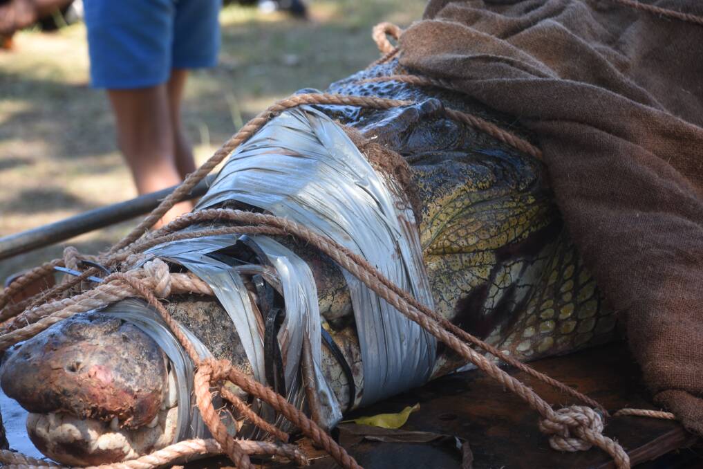 The male saltie measuring in at 4.4 metres was captured about 60km from the Katherine township. 