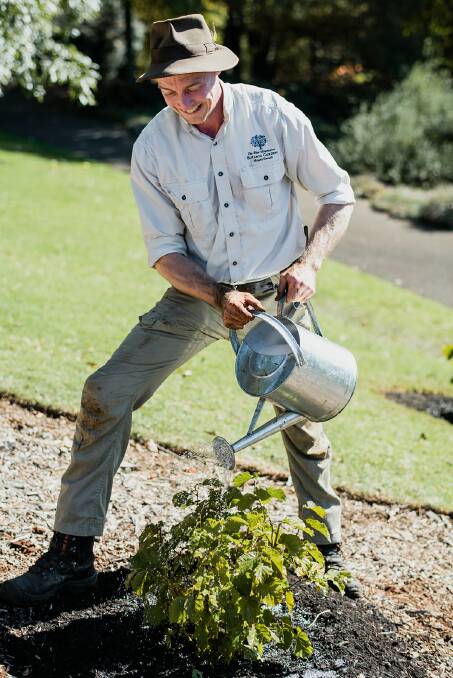 Ian Allan, Supervisor Woodland/Turf, Blue Mountains Botanic Gardens, planting the gifted hazelnut tree. 
