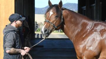 Hinchinbrook's young horse Unite And Conquer (and stallion handler Codey Potroz) will stand his third stud season at Kingstar Farm near Denman. Photo: Virginia Harvey
