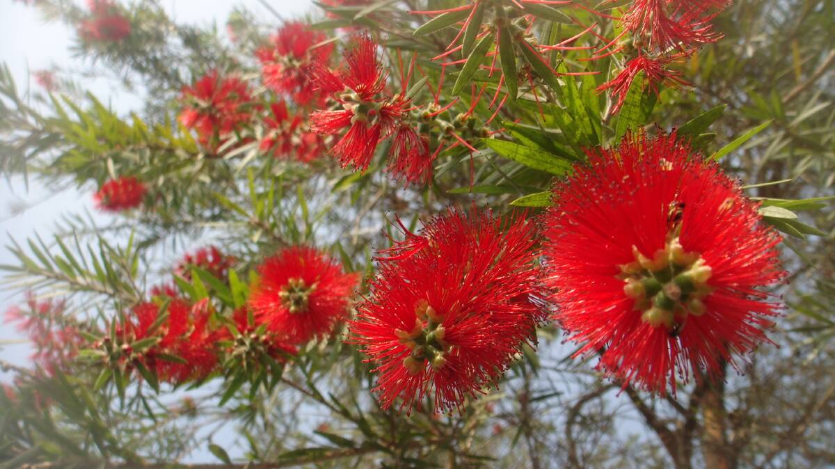 OLD FAVOURITE: Bottlebrush is a hardy, adaptable choice that will grow in the poorest of soils. 