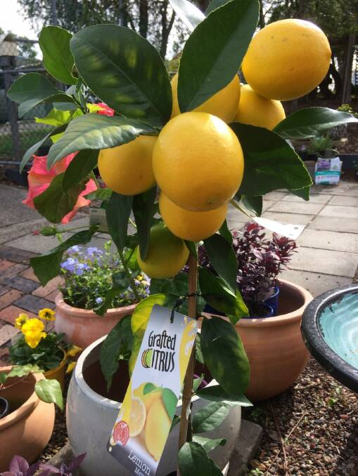 SO FRESH: Citrus trees are fruiting now and the compact size suits smaller gardens.