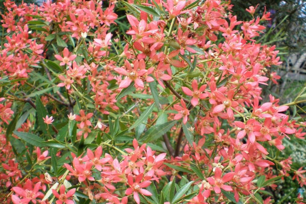 FESTIVE FOLIAGE: Christmas bush can be grown as a shrub or small tree and looks great when cut for a vase.