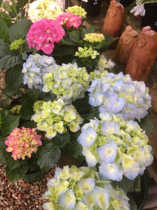 COLOUR BURST: Hydrangeas are coming back into popularity due to their hardiness and beauty. 