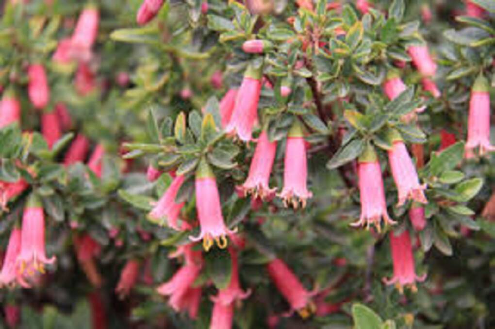 CLASSIC: Correa flowers come in a range of beautiful colours and bloom for many months.
