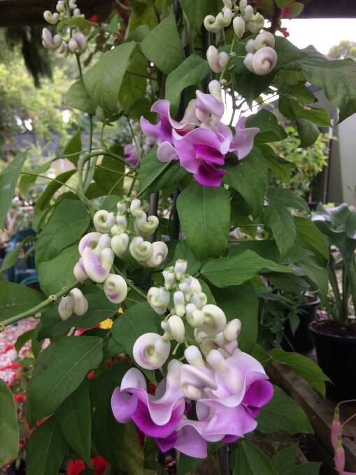 STUNNING: The snail creeper has fragrant and unusual flowers and goes well in a pot.