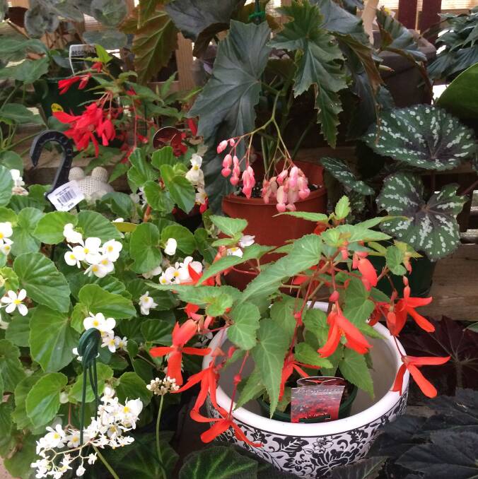 POPULAR: If you want spectacular foliage then easy-care begonias are always a good choice.
