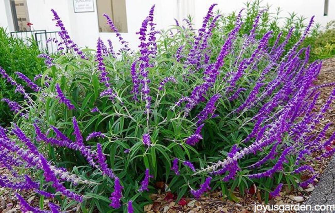 ADD COLOUR: Salvia Leucantha, or Mexican Sage Bush, bears a profusion of violet flower spikes.