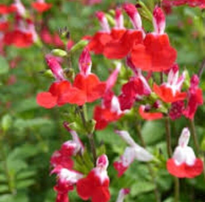 NICE AND BRIGHT: Salvia Hot Lips is a bright addition to your winter garden and will thrive in the conditions.