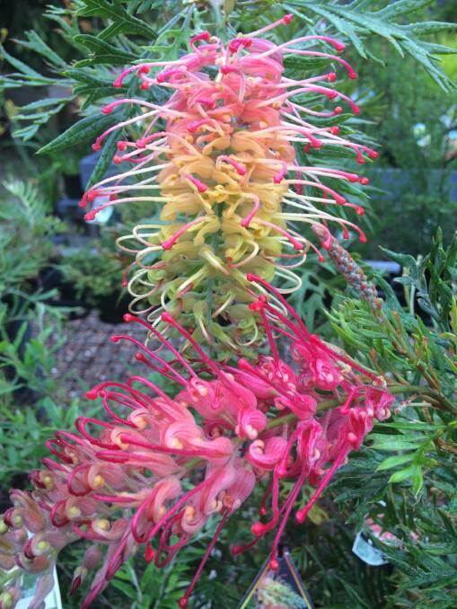 BOLD COLOUR: Grevilleas are the perfect plant to attract native birds and animals to feed on the sweet nectar.