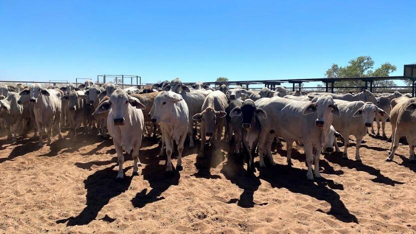 Wave Hill was sold walk-in walk-out with 40,000 Brahman cattle.