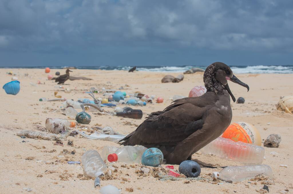 Polluted: A bird surrounded by plastic in the Hawaiian Islands. Picture: Matthew Chauvin 