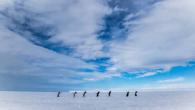 Chimu Adventures will join the likes of these penguins later this year on a great Antarctic journey. Image: Chad Carey. 