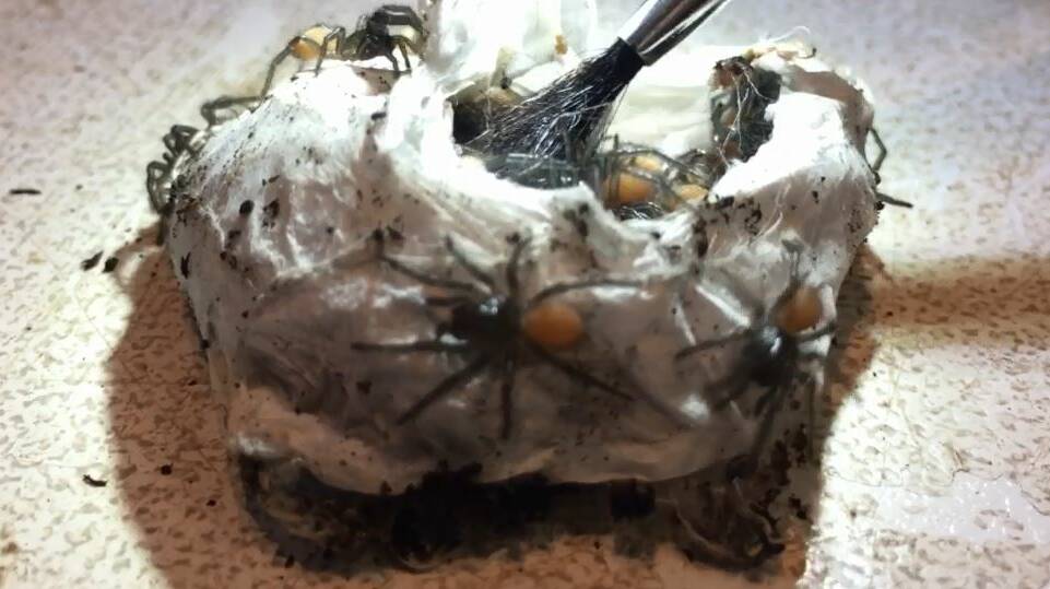 Funnel web spider babies burst from egg sac on video at the Australian