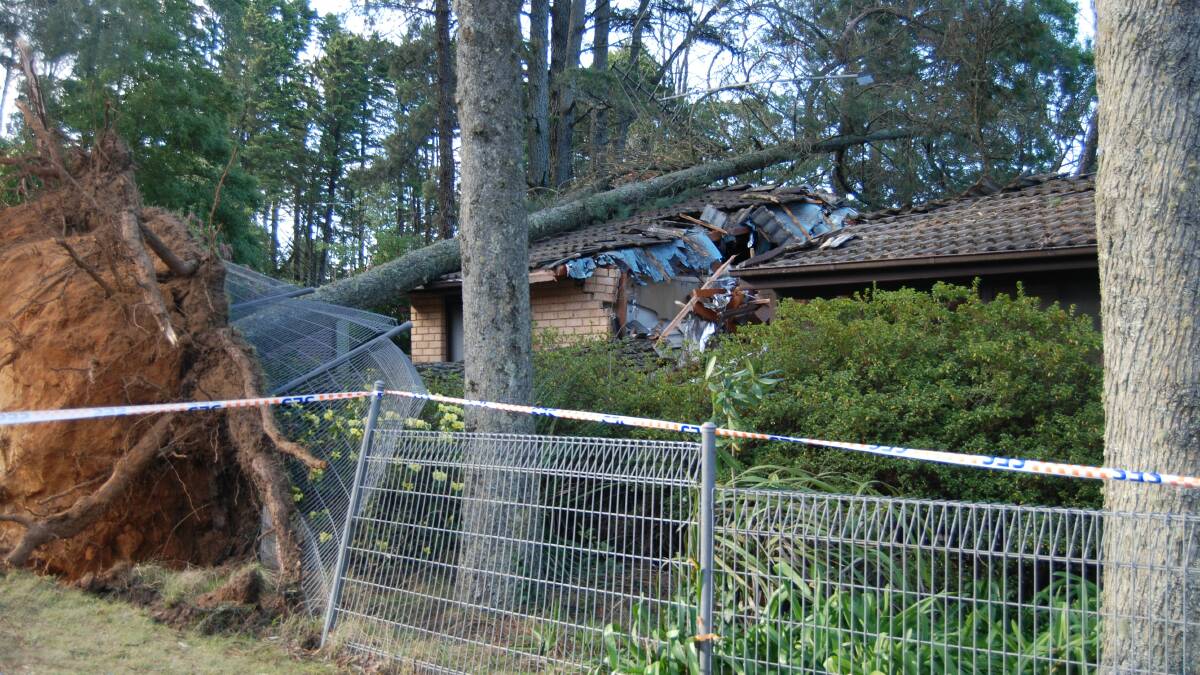 Damaged: A 35-metre pine tree fell onto this house - and two neighbouring houses - in Cross St, Blackheath on Saturday.