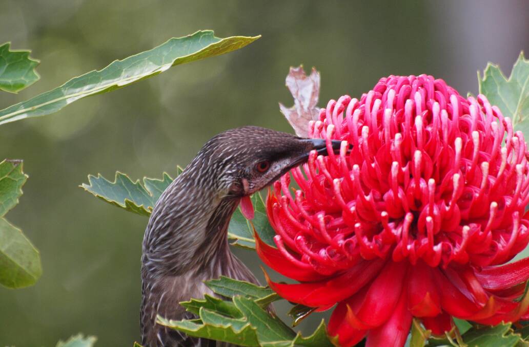 Fire survivors: Red wattlebird on a waratah. The fires will ultimately increase the numbers of waratahs.