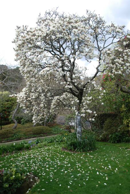 A white magnolia dominates the front lawn.