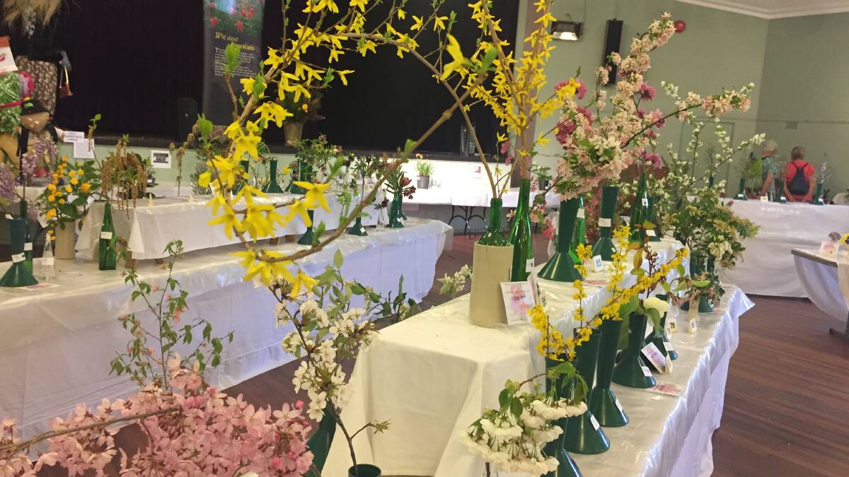 Blackheath horticultural society now in its 98th year