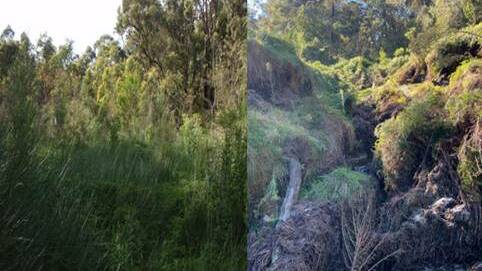 The iconic Blue Mountains Swamp, in Bullaburra, in 2009 and 2021.