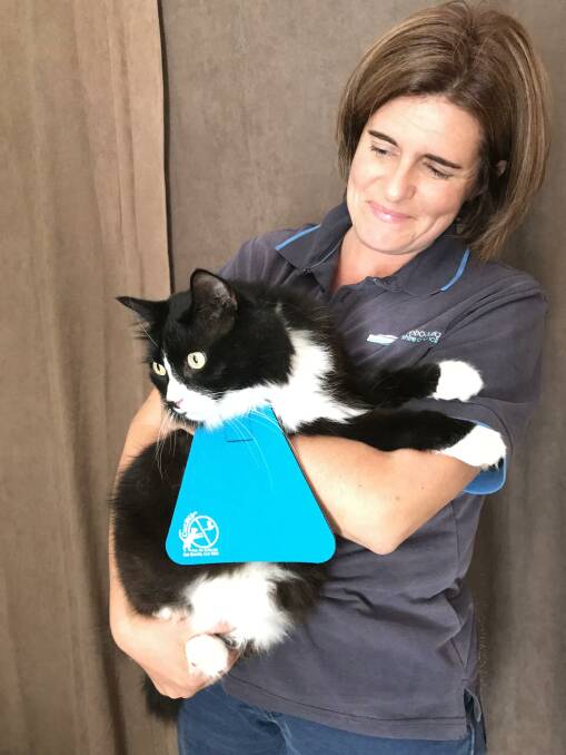 Protecting wildlife: Eurobodalla Council's natural resources officer Courtney Fink-Downes said the cat bib program was a great success.