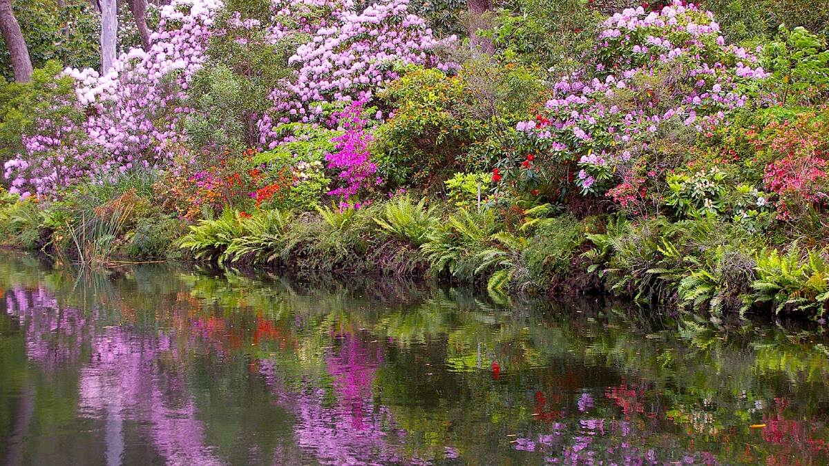 The Rhododendron Gardens in happier spring times.