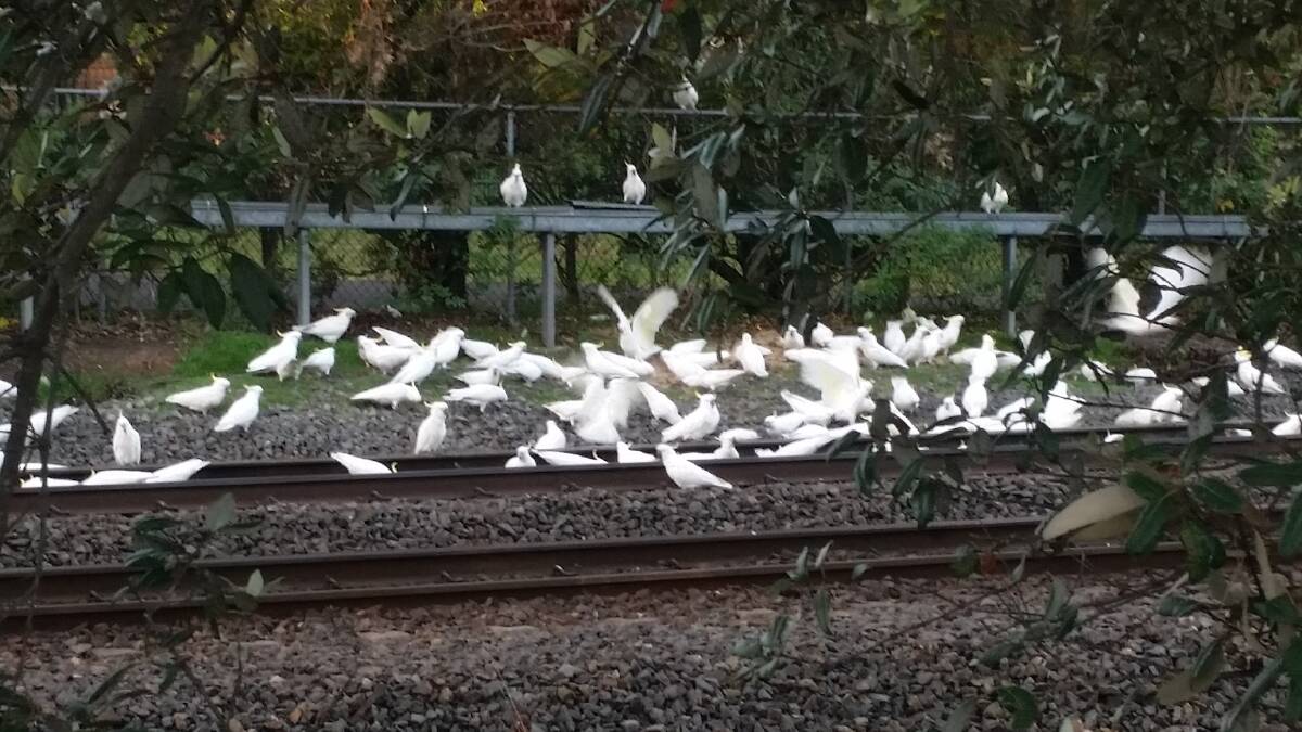 Cockatoo feasting on the spilled grain beside the train tracks at Springwood.
