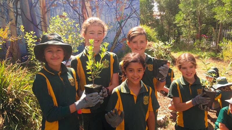 Rare plant: Students at Blackheath Public School with the first plants of the endangered Zieria covenyi.