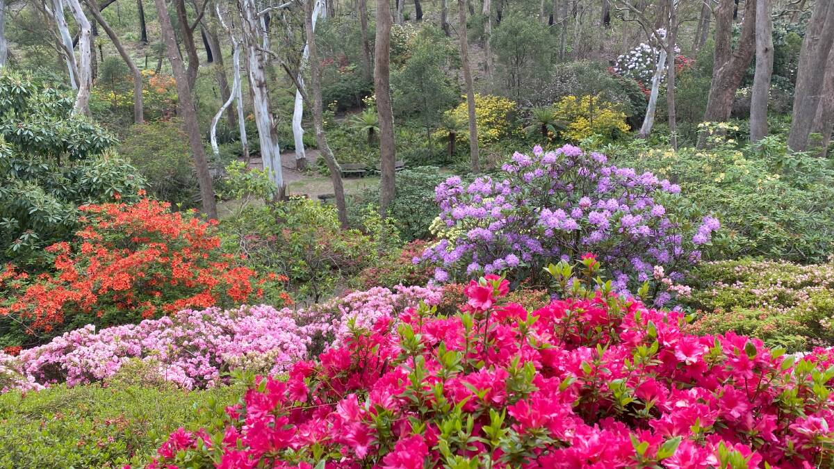 Campbell Rhododendron Gardens in Blackheath will soon be at their best. Picture supplied