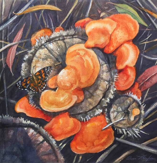 Orange fungi and butterfly