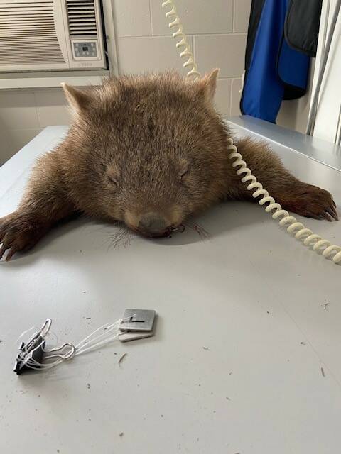 Ms Wombat was a little worse for wear but fortunately not burnt.