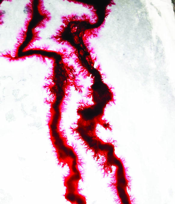 Blood on Silk detail